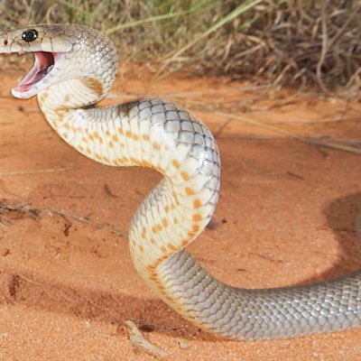 Adult eastern brown snake. Credit: Stewart Macdonald